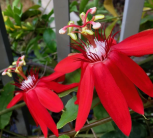 Passiflora Red (Krishna Kamal) - Passion Flower Live Plant - Image 2