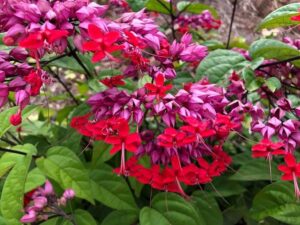 Bleeding-Heart Vine Red(Clerodendrum Thomsoniae) Flowering Live Plant - Image 3