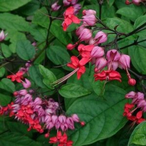 Bleeding-Heart Vine Red(Clerodendrum Thomsoniae) Flowering Live Plant - Image 4