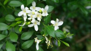 Madhu Kamini (Murraya Paniculata) Highly Fragrant Rare Flowering Live Plant - Image 2