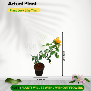 Gifting-Bangalore Orange Rose with 4inch Black Pot Live Plant - Image 4