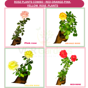 ROSE PLANTS COMBO - Red ,Orange,Red Button Rose ,Yellow Rose