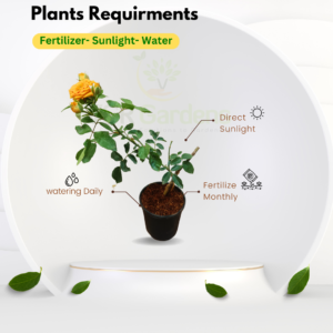 Gifting-Bangalore Orange Rose with 4inch Black Pot Live Plant - Image 3