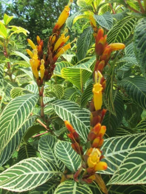 Tiger Plant - Sanchezia Nobilis (Aphelandra) Live Plant - Image 2