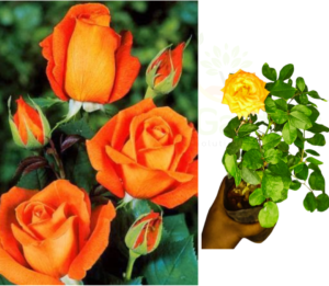 ROSE PLANTS COMBO - Red ,White,Orange ,Yellow Rose Plants - Image 5