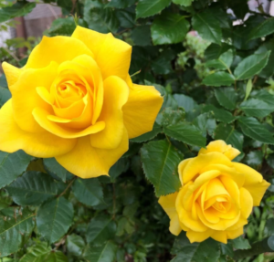 Yellow Rose Buy Online Live Plant - Image 2