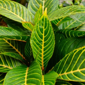 Tiger Plant - Sanchezia Nobilis (Aphelandra) Live Plant - Image 3