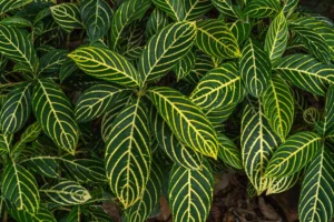 Tiger Plant - Sanchezia Nobilis (Aphelandra) Live Plant - Image 4