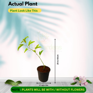 Gifting - Passion Flower Krishnakamalam Blue Live plant