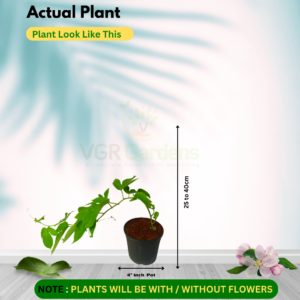 Gifting - Passion Flower Pink – Krishnakamalam Live plant