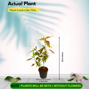 Gifting - Acalypha Wilkesiana – Copperleaf  live plant