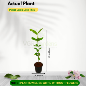Gifting - Gardenia (Small Parijatham) Live Plant