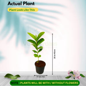 Gifting - White guava Live plants