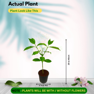 Gifting - Crape Jasmine Vivasaya Nanthiyavattai Live plant