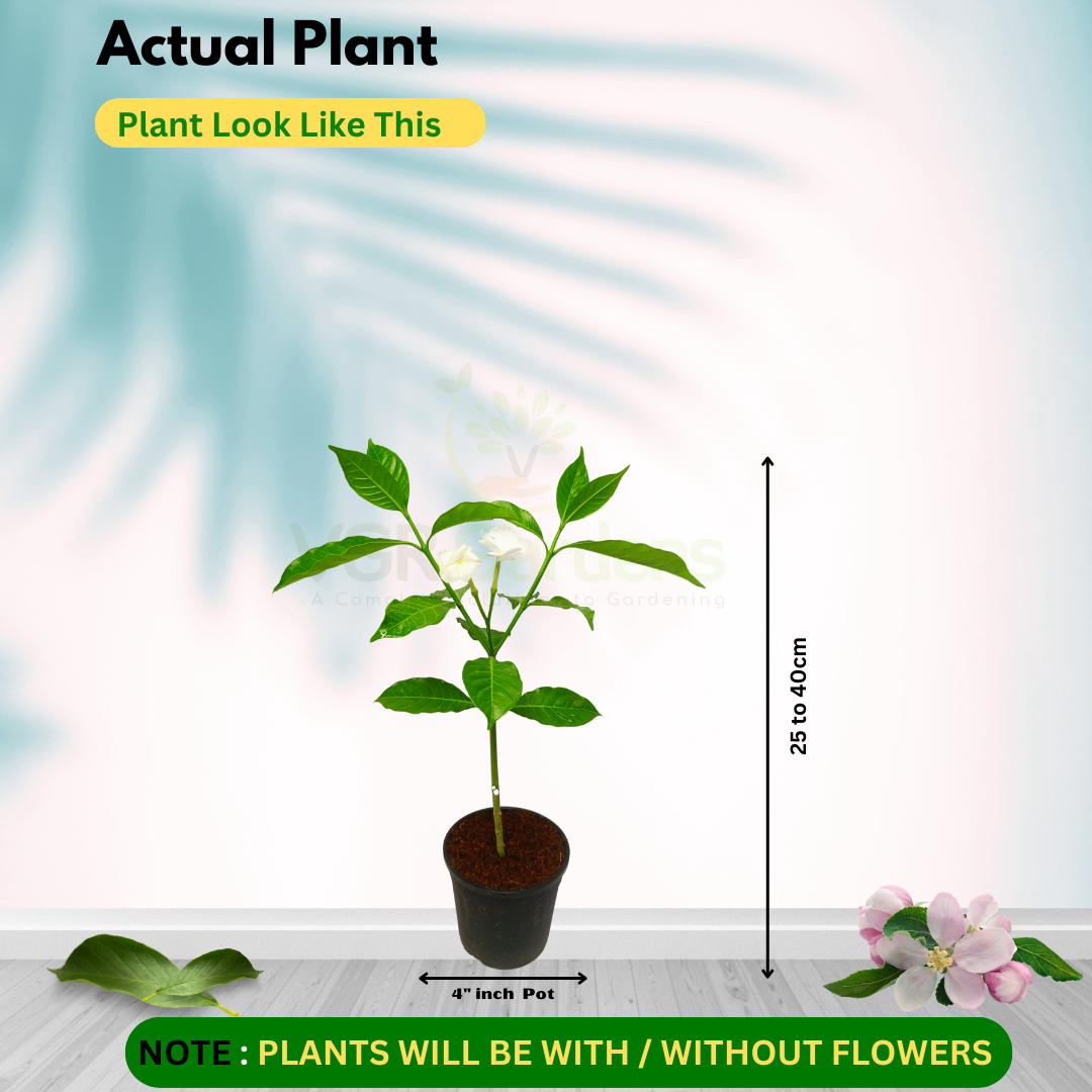 Gifting - Crape Jasmine Vivasaya Nanthiyavattai Live plant