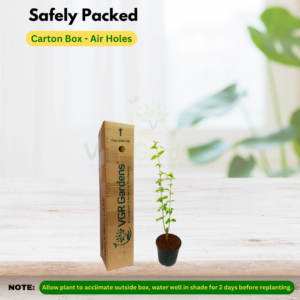 Gifting - Bush Clock Vine (Thunbergia Erecta) Live plant - Image 4