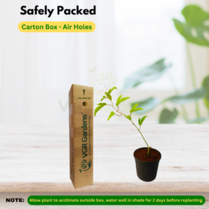 Gifting - Passion Flower Krishnakamalam Blue Live plant - Image 4