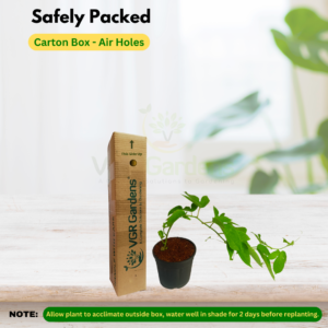 Gifting - Passion Flower Pink – Krishnakamalam Live plant - Image 4