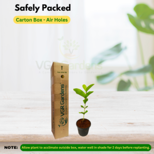 Gifting - Taiwan Pink Guava Live plants - Image 3
