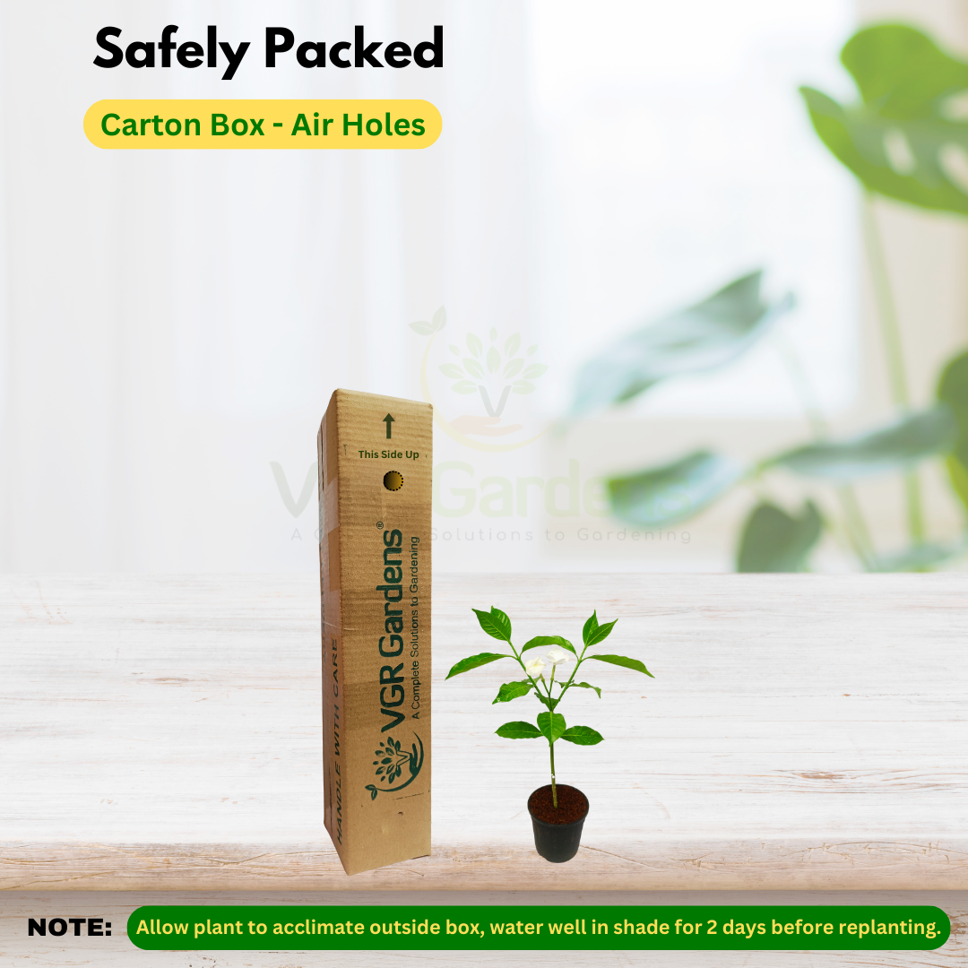 Gifting - Crape Jasmine Vivasaya Nanthiyavattai Live plant - Image 4