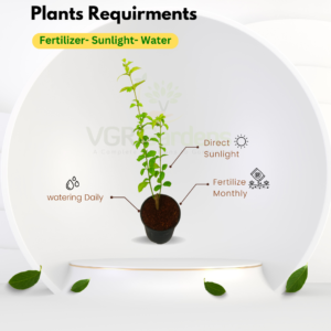 Gifting - Bush Clock Vine (Thunbergia Erecta) Live plant - Image 2