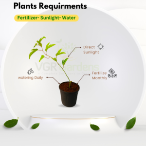Gifting - Passion Flower Krishnakamalam Blue Live plant - Image 2