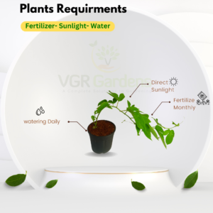 Gifting - Passion Flower Pink – Krishnakamalam Live plant - Image 2