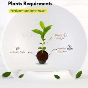 Gifting - Taiwan Pink Guava Live plants - Image 2