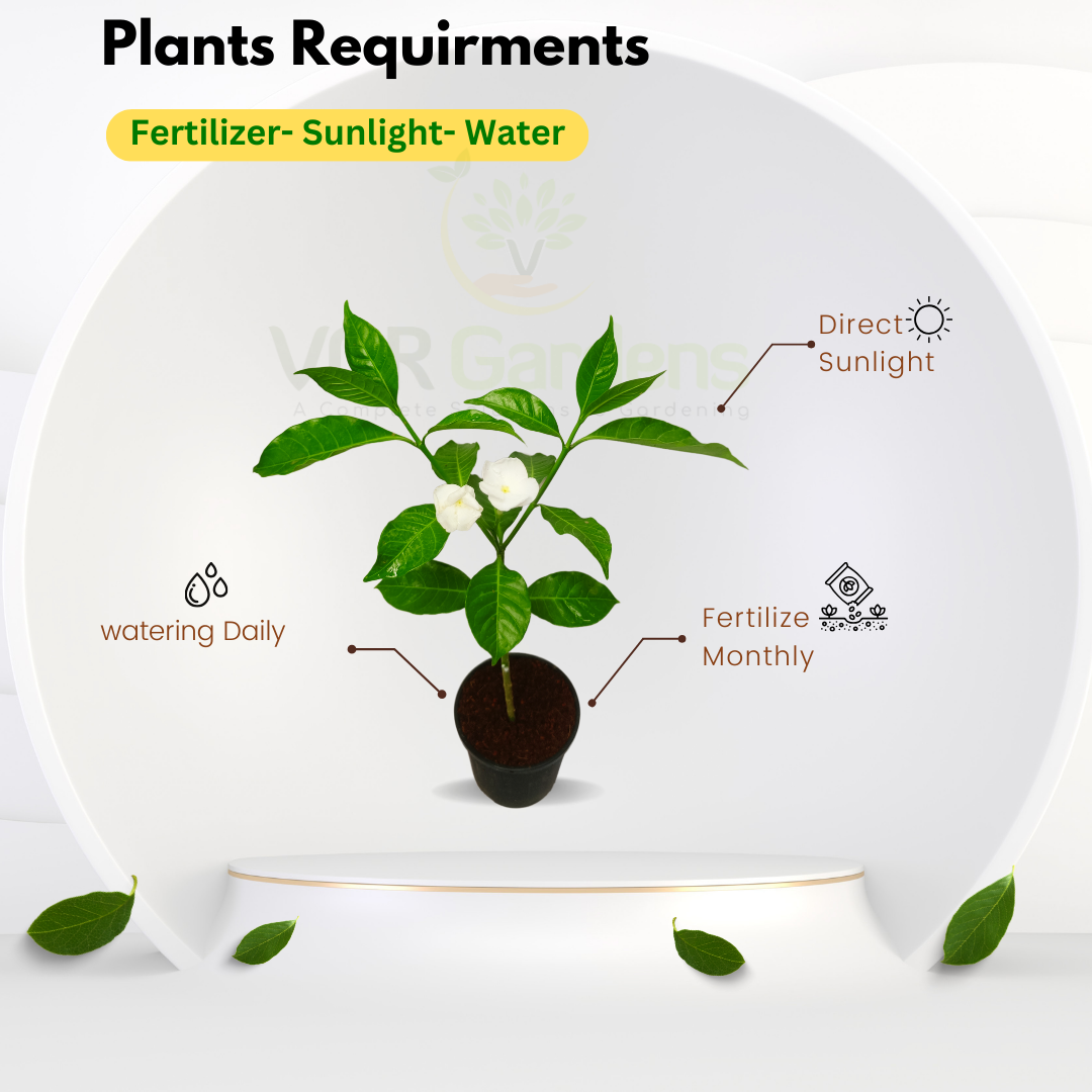 Gifting - Crape Jasmine Vivasaya Nanthiyavattai Live plant - Image 2