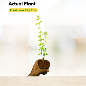 Gifting - Bush Clock Vine (Thunbergia Erecta) Live plant - Image 3