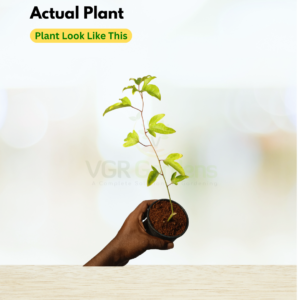 Gifting - Passion Flower Krishnakamalam Blue Live plant - Image 3