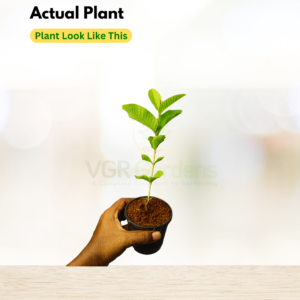 Gifting - Taiwan Pink Guava Live plants - Image 4