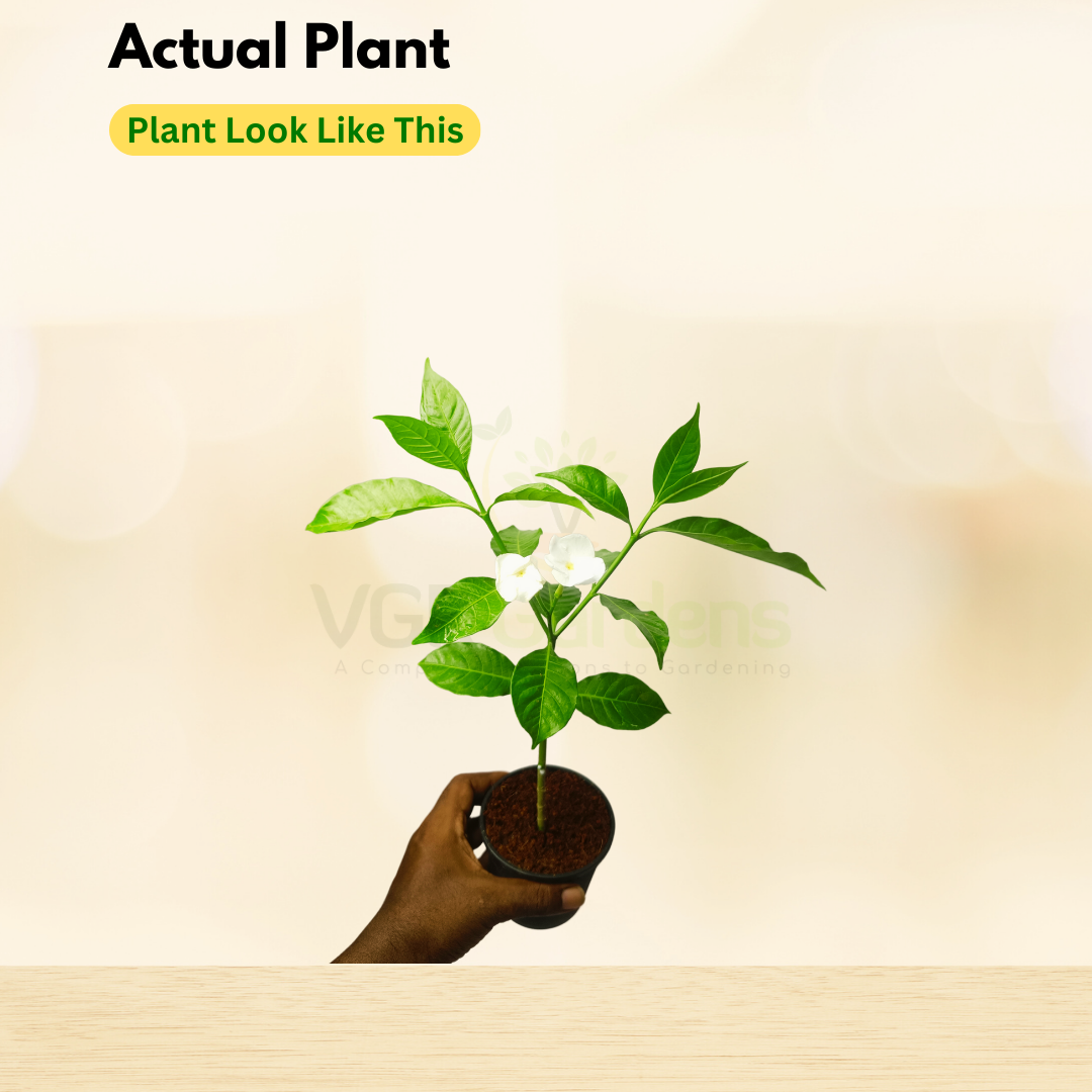 Gifting - Crape Jasmine Vivasaya Nanthiyavattai Live plant - Image 3