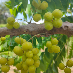 Gifting - Gooseberry (Chinna Nelli) Live piants - Image 7