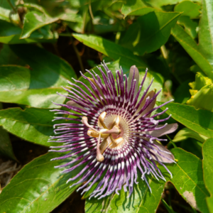 Gifting - Passion Flower Krishnakamalam Blue Live plant - Image 6