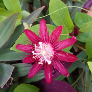 Gifting - Passion Flower Pink – Krishnakamalam Live plant - Image 6