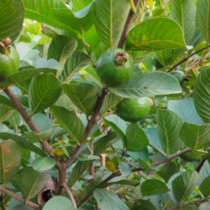 Gifting - Taiwan Pink Guava Live plants - Image 7