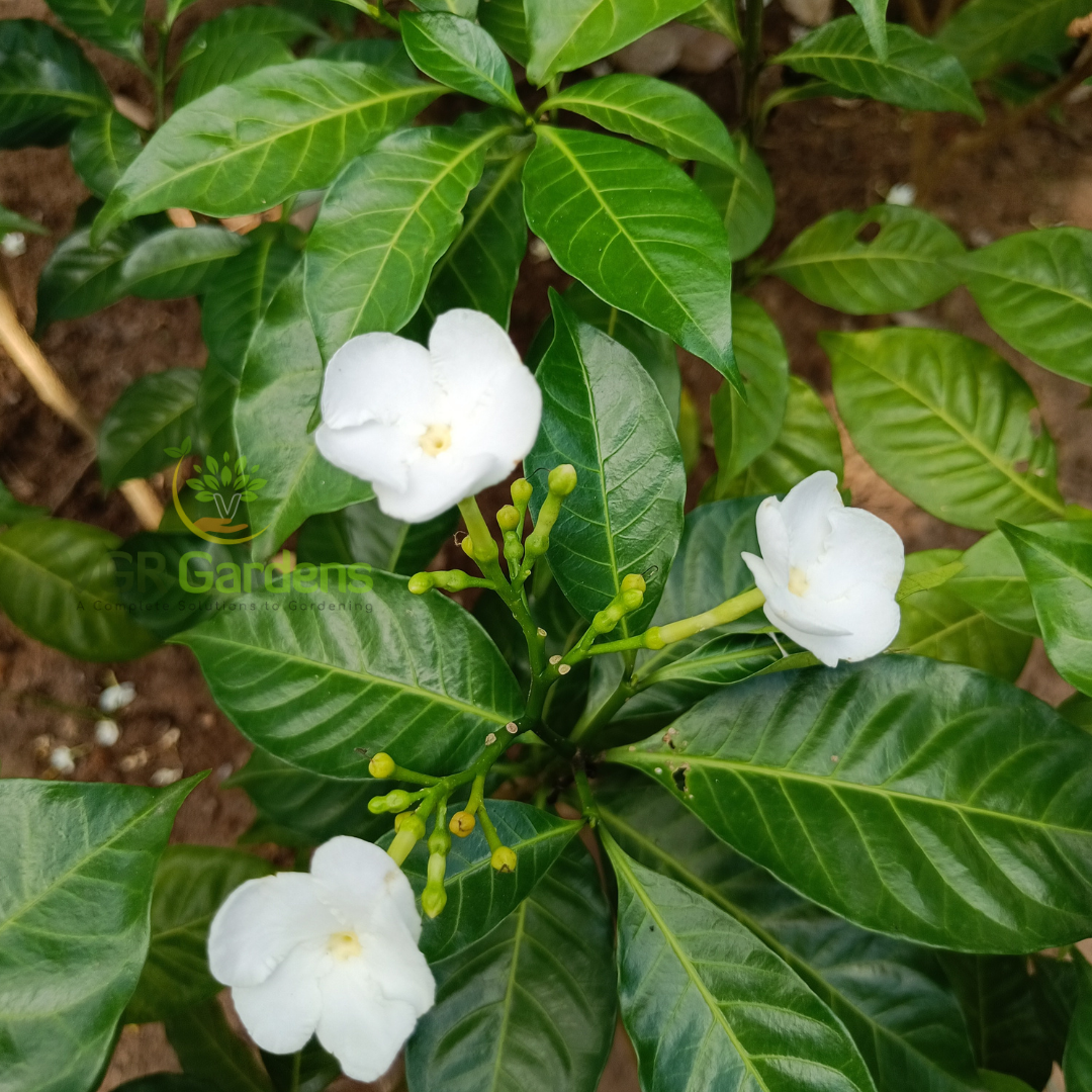 Gifting - Crape Jasmine Vivasaya Nanthiyavattai Live plant - Image 7