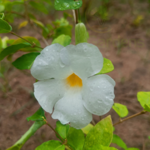 Gifting - Bush Clock Vine (Thunbergia Erecta) Live plant - Image 5