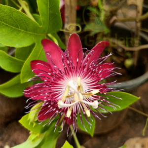 Gifting - Passion Flower Pink – Krishnakamalam Live plant - Image 7