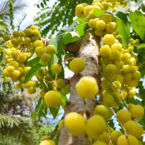 Gifting - Gooseberry (Chinna Nelli) Live piants - Image 5