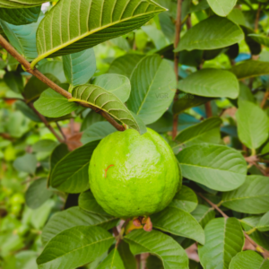 Gifting - Taiwan Pink Guava Live plants - Image 6