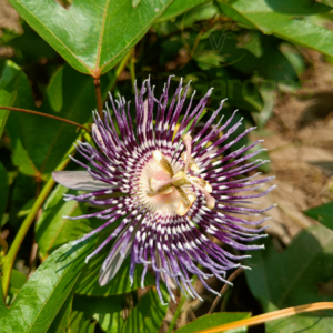 Gifting - Passion Flower Krishnakamalam Blue Live plant - Image 5