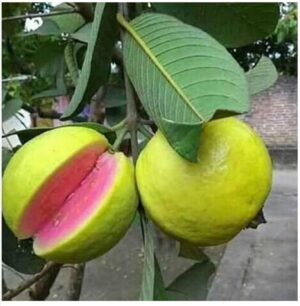 Gifting - Taiwan Pink Guava Live plants - Image 5