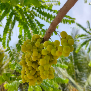 Gifting - Gooseberry (Chinna Nelli) Live piants - Image 6