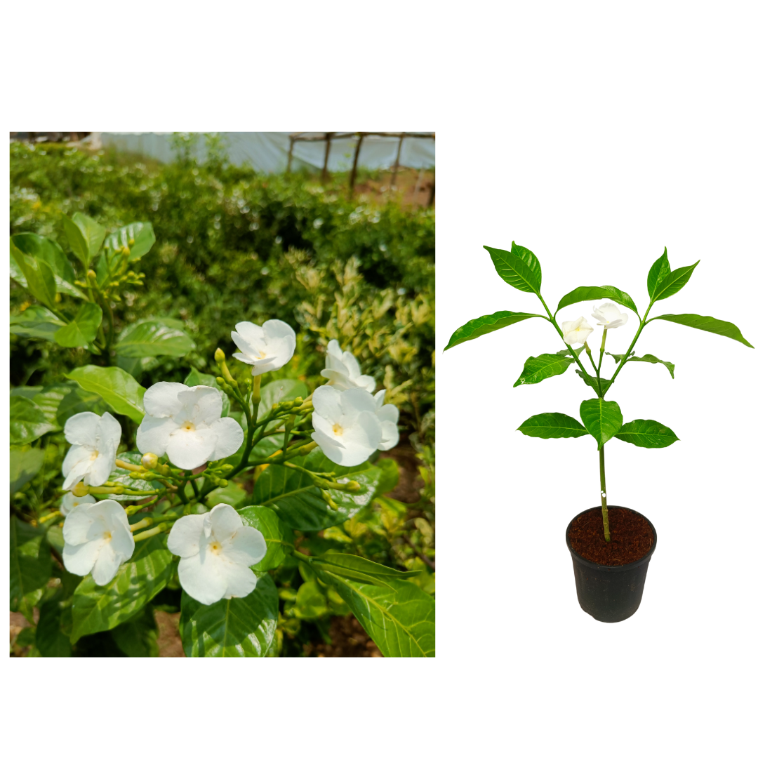 Gifting - Crape Jasmine Vivasaya Nanthiyavattai Live plant - Image 6