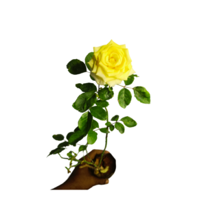 Mini Yellow Button Rose Buy Online Live Plant - Image 2