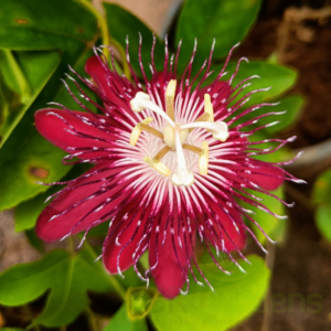 Gifting - Passion Flower Pink – Krishnakamalam Live plant - Image 5