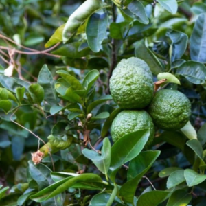 Giant Bitter -Pickle Lime (Layer) Vadukapuli -  Grafted Fruit Live Plant