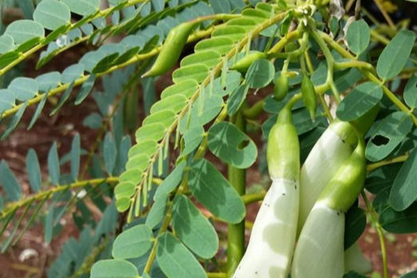 Agust Tree Leaf Seeds -அகத்திக்கீரை - VGR Gardens
